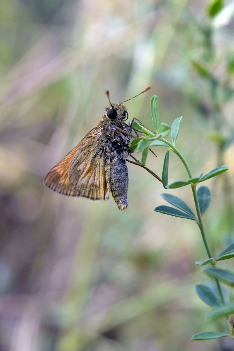 Esperide da id - Ochlodes sylvanus